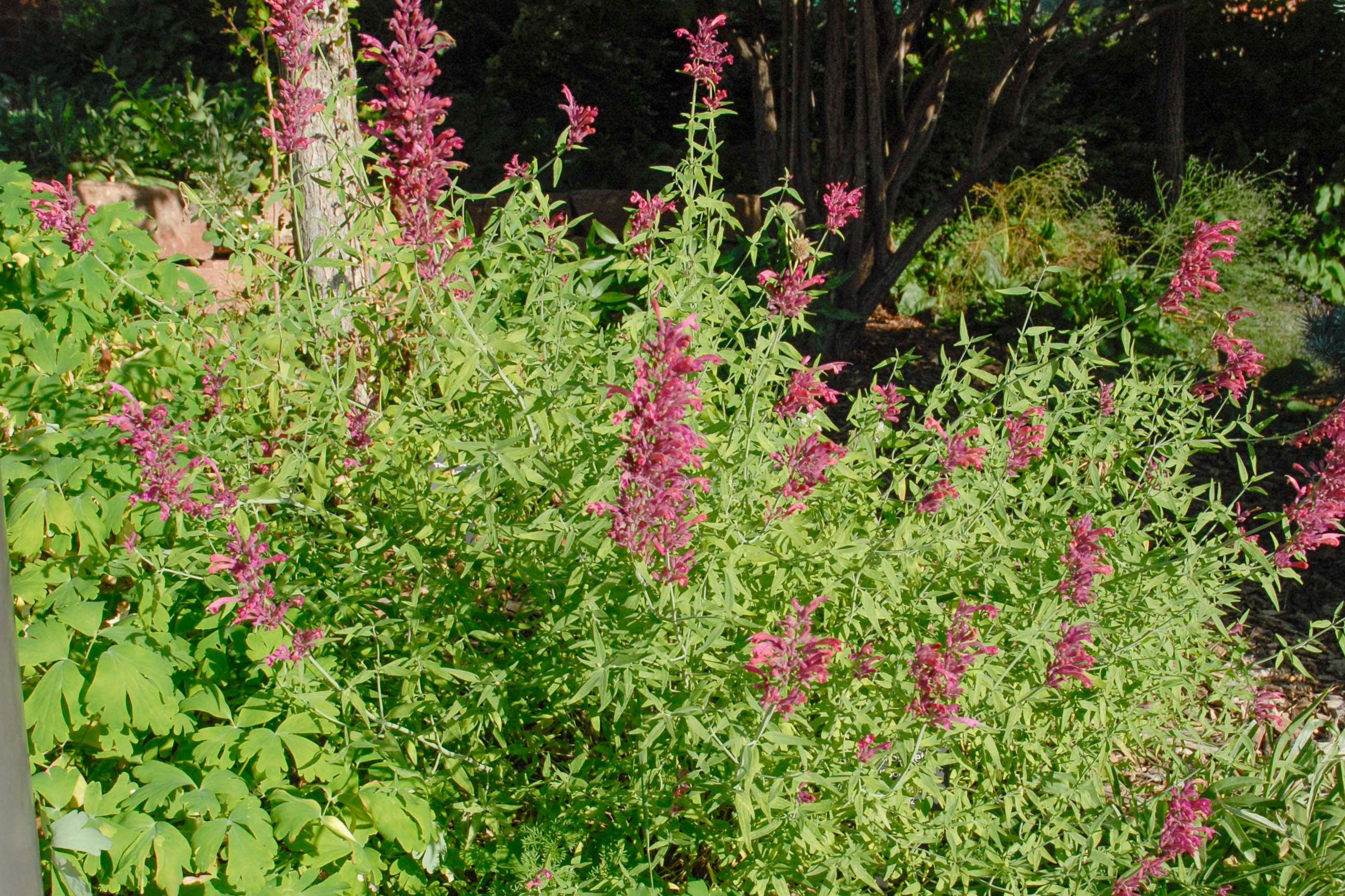 Sonoran Sunset Hyssop